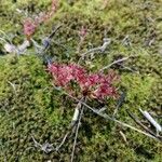 Sedum cespitosum Çiçek