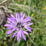 Knautia integrifolia Žiedas