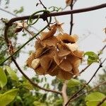 Combretum micranthum Frucht