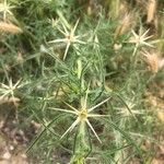 Centaurea calcitrapa Feuille