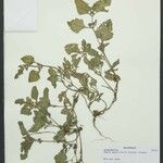 Phyla betulifolia