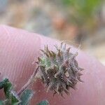 Medicago rigidula Mbuma