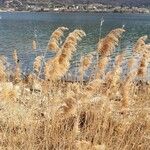 Phragmites australisFruit