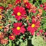 Tanacetum coccineum Květ