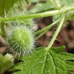 Urtica pilulifera Frucht
