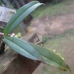 Rhipidoglossum longicalcar Hoja
