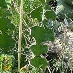 Euphorbia grandicornis Leaf