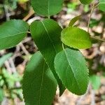 Aristotelia chilensis Fuelha