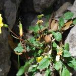 Hypochaeris robertia Hábito