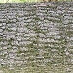 Quercus petraea 樹皮