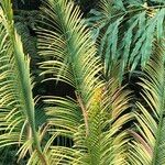 Cycas panzhihuaensis 形態