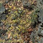 Biscutella rotgesii Habitatea