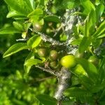 Rhamnus saxatilis Fruchs