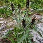 Omalotheca norvegica Flower