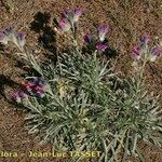 Echium albicans Habit