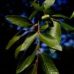 Nothofagus alpina Hoja