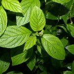 Morus celtidifolia Fiore