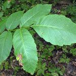 Juglans regia Blad