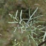 Artemisia chamaemelifolia Leaf