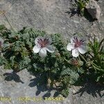 Erodium cheilanthifolium Hábito