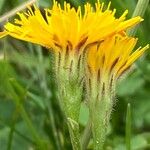 Scorzoneroides autumnalis Flor