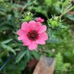 Potentilla nepalensis Flower