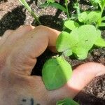 Nicotiana rustica Leaf