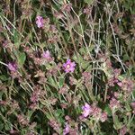 Mirabilis laevis Habitatea