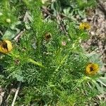 Adonis microcarpa 叶