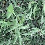 Commelina erecta Habitat