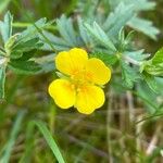 Potentilla erecta Flower