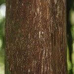 Pouteria filipes 樹皮