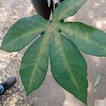 Manihot aesculifolia Leaf
