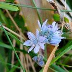 Scilla verna Flower