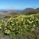 Argyranthemum maderense Habitatea