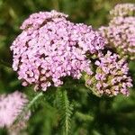 Achillea distans Цвят