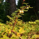 Symphoricarpos rotundifolius Hábitos