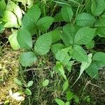 Toxicodendron rydbergii Leaf