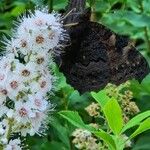 Spiraea alba 花