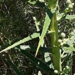 Eryngium horridum Leaf