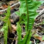 Taraxacum clemens Deilen