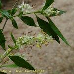 Fontanesia philliraeoides Flower