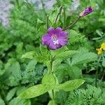 Epilobium hirsutumफूल