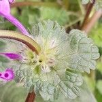 Lamium amplexicaule Leht