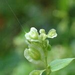 Fallopia dumetorum Flors