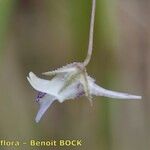 Kickxia cirrhosa Blüte