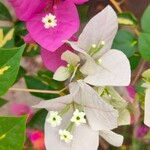 Bougainvillea × buttiana Kwiat