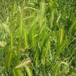 Hordeum murinum (Plante entière)