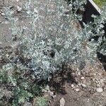 Artemisia absinthium आदत