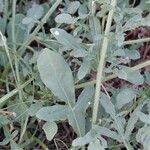 Reseda lutea Leaf